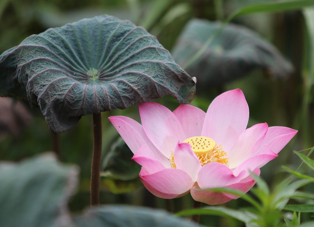 Free Lotus App Download: Step-by-Step Guide for India (2027)